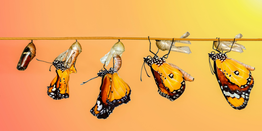 The Metamorphosis of Vocabulary